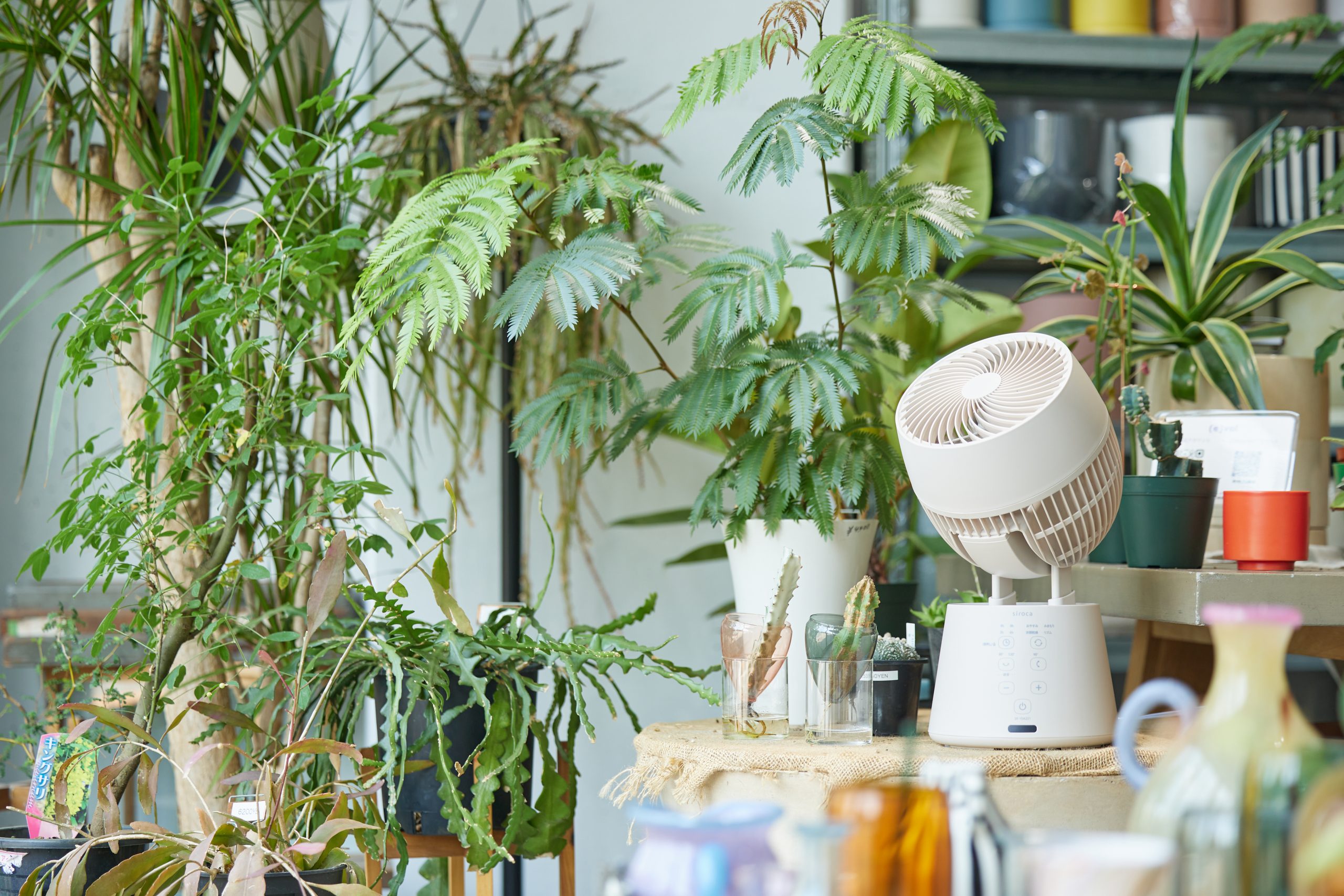 お花屋さんで広がる<br>シロカの<ruby>自然<rt>ボタニカル</rt></ruby>な風。